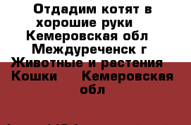 Отдадим котят в хорошие руки. - Кемеровская обл., Междуреченск г. Животные и растения » Кошки   . Кемеровская обл.